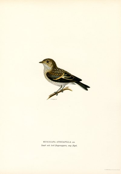 Trauerschnäpper von Magnus Ferdinand and Wilhelm von Wright