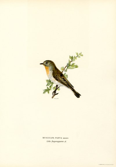 Zwergschnäpper von Magnus Ferdinand and Wilhelm von Wright