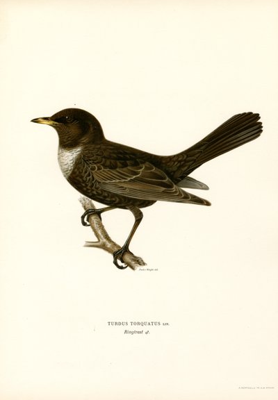 Ringdrossel von Magnus Ferdinand and Wilhelm von Wright