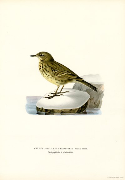 Wasserpieper von Magnus Ferdinand and Wilhelm von Wright