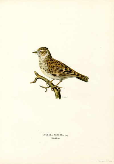 Heidelerche von Magnus Ferdinand and Wilhelm von Wright