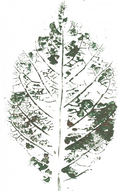 Botanischer Blattdruck von Maira Ribena