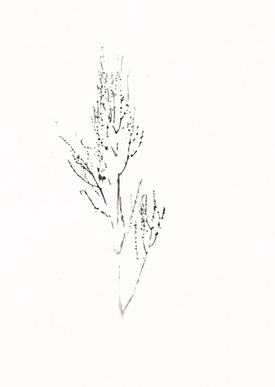 Zarte botanische Zeichnung von Maira Ribena