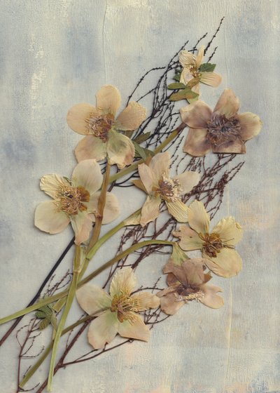 Zarte Gepresste Blumen von Maira Ribena