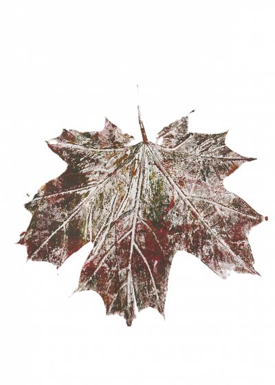 Rustikales Herbst-Ahornblatt von Maira Ribena