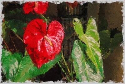 Ein großes, rotes herzförmiges Anthurium für den Valentinstag von Mano Chandra Dhas
