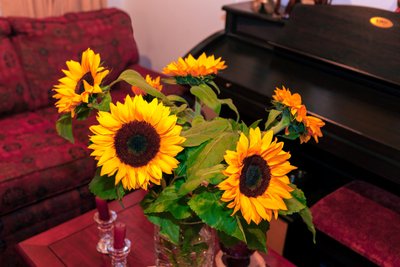Helle gelbe Sonnenblumen oder Helianthus Annuus aus den Anden in Kolumbien schmücken ein Haus in der Stadt Bogotá von Mano Chandra Dhas