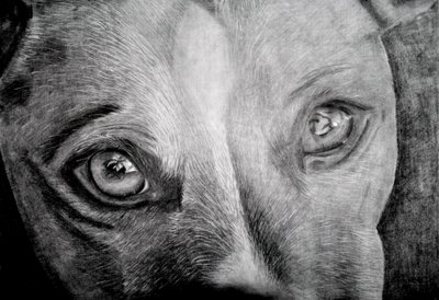 Seelenvoller Hundeblick von Marchelle de Kock