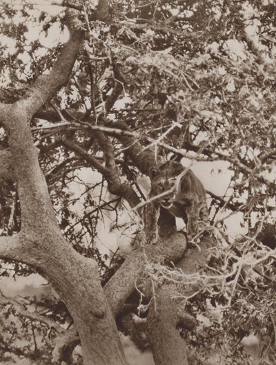 Unter den Zweigen, eine katzenartige Studie von Marcuswell Maxwell