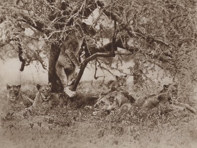 Klettern Löwen auf Bäume?, die Antwort der Kamera von Marcuswell Maxwell