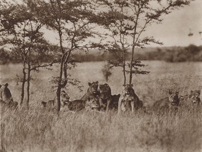 Vor der Kamera, eine Gruppe von neun ruhenden Löwen von Marcuswell Maxwell