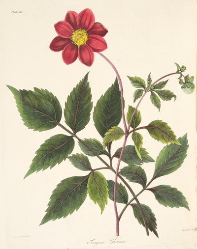 Rote Dahlie, aus Floral Illustrations of the Seasons, veröffentlicht 1829 von Margaret Roscoe