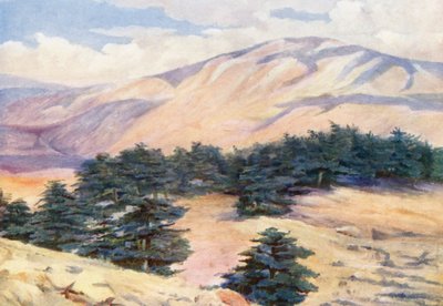 Allgemeine Ansicht der Zedern und Dehr el Kodib von Margaret Thomas
