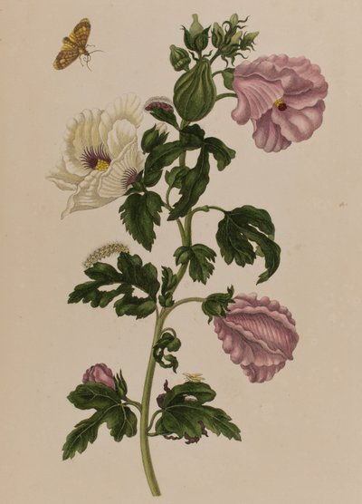 Illustration aus 