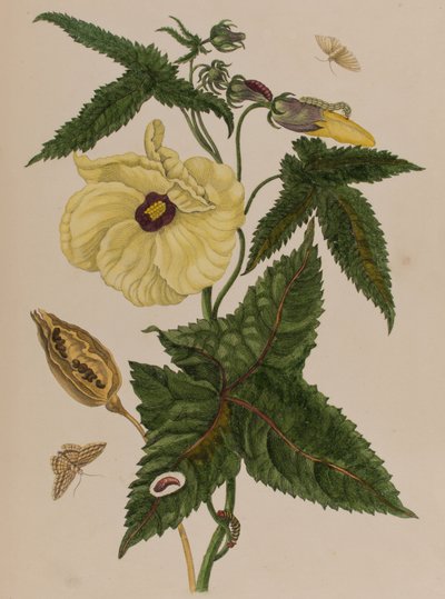 Illustration aus 