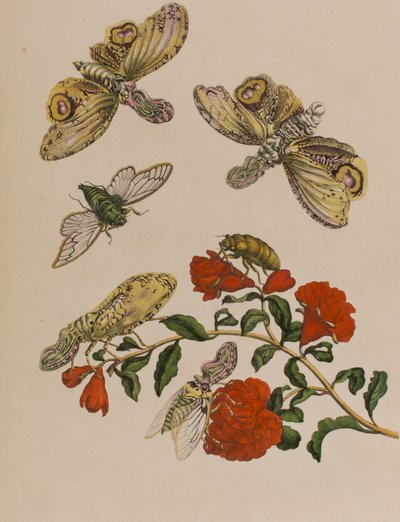 Illustration aus 