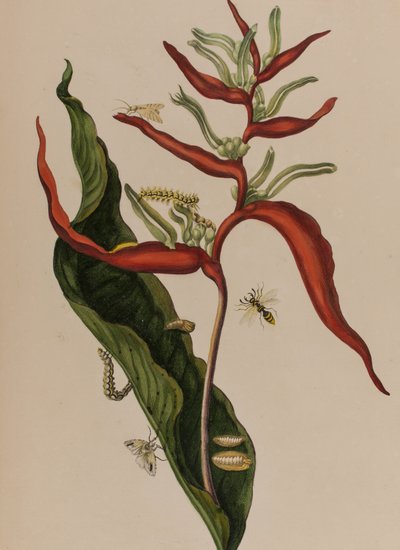 Illustration aus 