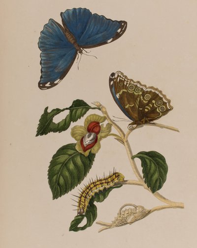 Illustration aus 
