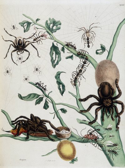 Schwarze Spinnen auf Guajave, die sich von Ameisen ernähren oder Kolobritgen in ihrem Nest fangen in Maria Sibylla Merians „Allgemeine Geschichte der Insekten von Surinam und ganz Europa“ 1771 von Maria Sibylla Merian