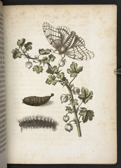 Raupe, Kokon und Schmetterling, aus 
