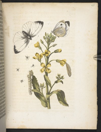 Der Raupen wunderbare Verwandlung und sonderbare Blumen-Nahrung von Maria Sibylla Merian