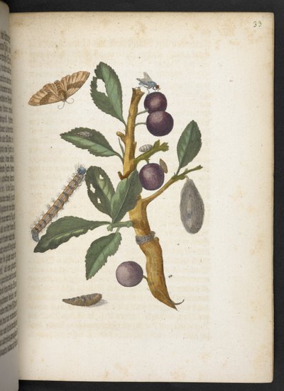 Der Raupen wunderbare Verwandlung und sonderbare Blumen-Nahrung von Maria Sibylla Merian
