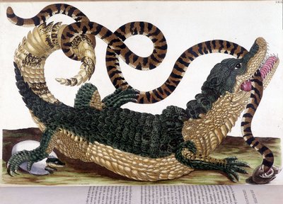 Kampf zwischen einem Krokodil und einer Schlange - in „Allgemeine Geschichte der Insekten von Surinam und ganz Europa“ von Maria Sibylla de Merian, Paris von Maria Sibylla Merian