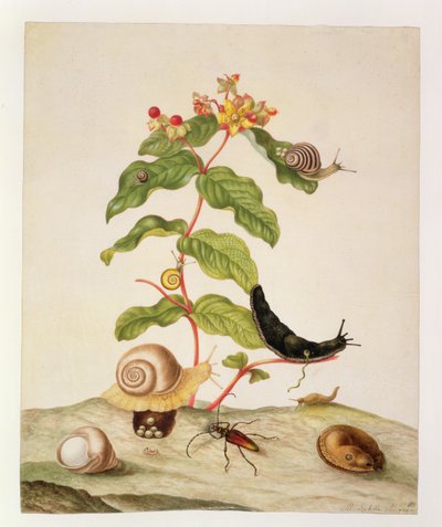 Nr. 1146c Hypericum Baxiforum mit Schnecken und einem Käfer, 1695 von Maria Sibylla Merian