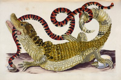 Surinam-Kaiman schützt ihre Jungen vor einer Korallenschlange von Maria Sibylla Merian