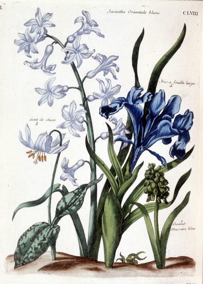 Weiße orientalische Hyazinthe, Großblatt-Iris, Hundszahn, großes blaues Muscari - in Histoire générale des insectes de Surinam et de toute l