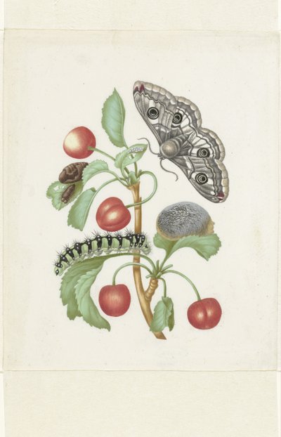 Metamorphose eines kleinen Kaisermotten von Maria Sibylla Merian (workshop of)