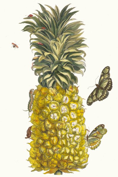 Ananas mur. Aus dem Buch Metamorphosis insectorum Surinamensium, 1705 von Maria Sibylla Merian