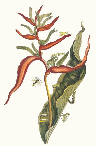 Ballia. Aus dem Buch Metamorphosis insectorum Surinamensium, 1705 von Maria Sibylla Merian