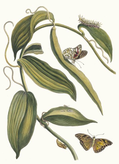 Banille. Aus dem Buch Metamorphosis insectorum Surinamensium, 1705 von Maria Sibylla Merian