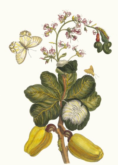 Caschou, aus dem Buch Metamorphosis insectorum Surinamensium von Maria Sibylla Merian