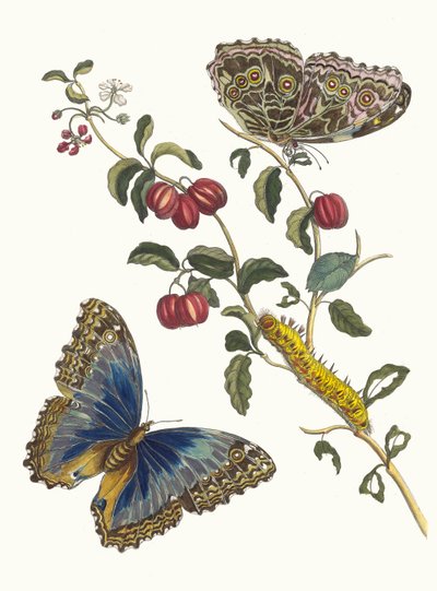 Amerikanische Kirschen. Aus dem Buch Metamorphosis insectorum Surinamensium von Maria Sibylla Merian