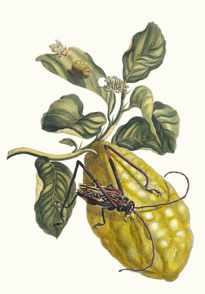 Zitronenbaum. Aus dem Buch Metamorphosis insectorum Surinamensium von Maria Sibylla Merian