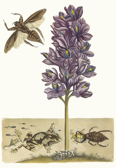 Eichhornia crassipes. Aus dem Buch Metamorphosis insectorum Surinamensium, 1705 von Maria Sibylla Merian