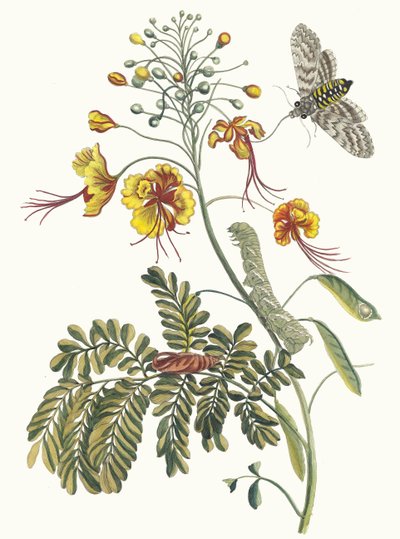 Flos Pavonis. Aus dem Buch Metamorphosis insectorum Surinamensium, 1705 von Maria Sibylla Merian