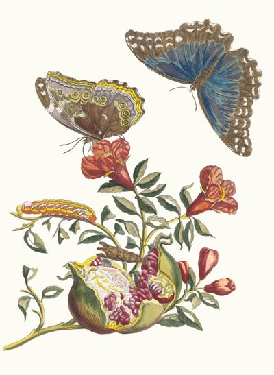 Grenadier. Aus dem Buch Metamorphosis insectorum Surinamensium von Maria Sibylla Merian