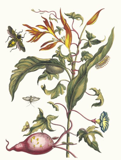 Ipomoea batatas und Heliconia psittacorum. Aus dem Buch Metamorphosis insectorum..., 1705 von Maria Sibylla Merian