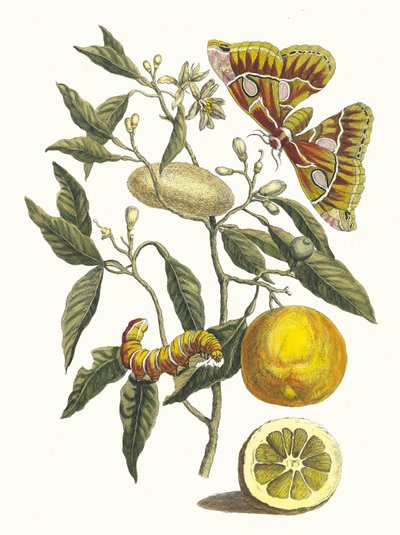 Zitrone. Aus dem Buch Metamorphosis insectorum Surinamensium, 1705 von Maria Sibylla Merian
