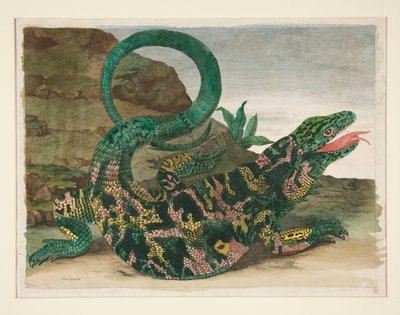 Eidechse, aus Metamorphosis Insectorum Surinamensium von Maria Sibylla Merian
