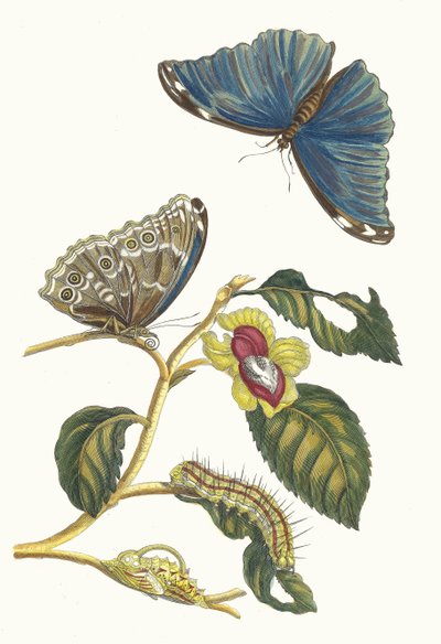 Neflier. Aus dem Buch Metamorphosis insectorum Surinamensium, 1705 von Maria Sibylla Merian