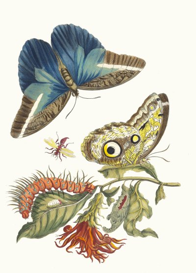 Pachystachys coccinea. Aus dem Buch Metamorphosis insectorum Surinamensium, 1705 von Maria Sibylla Merian