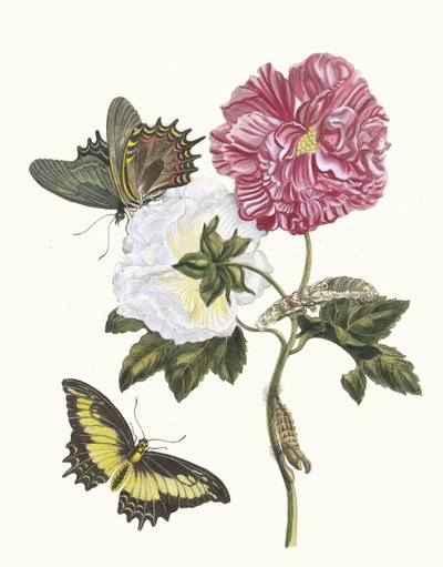 Rosier. Aus dem Buch Metamorphosis insectorum Surinamensium von Maria Sibylla Merian
