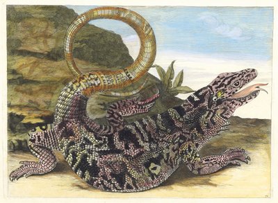 Sauvegarde. Aus dem Buch Metamorphosis insectorum Surinamensium, 1705 von Maria Sibylla Merian