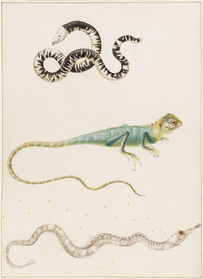 Südamerikanischer Kleinwurm, Leguan oder Ostindischer Baumechse und Seenadel von Maria Sibylla Merian