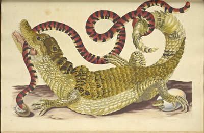 Brillenkaiman und eine falsche Korallenschlange von Maria Sibylla Merian