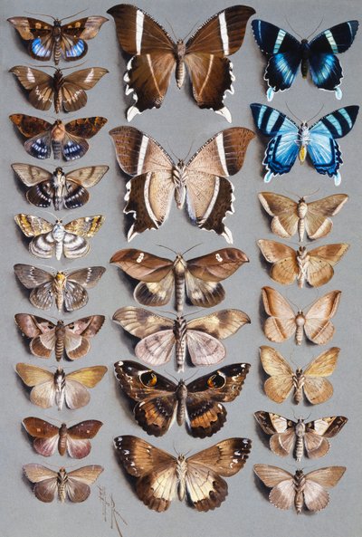 Vierundzwanzig Motten, in drei Spalten, hauptsächlich aus der Familie Noctuidae von Marian Ellis Rowan